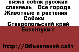 вязка собак русский спаниель - Все города Животные и растения » Собаки   . Ставропольский край,Ессентуки г.